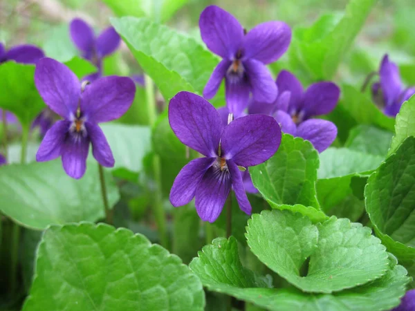 Viola Odorata Mor Çiçekler — Stok fotoğraf