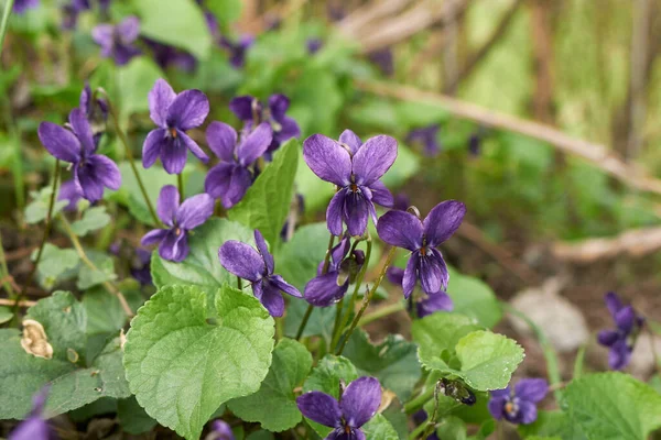 Viola Odorata Bunga Ungu Dan Daun Segar — Stok Foto