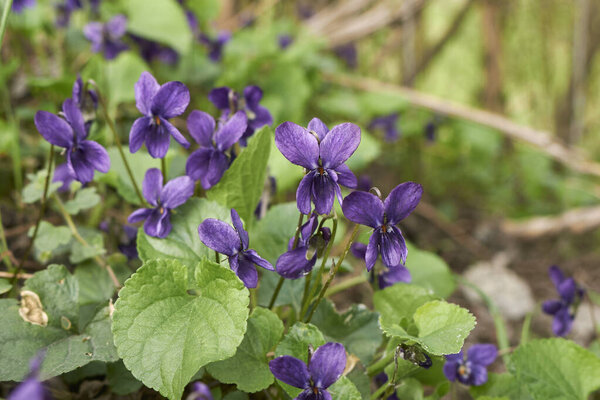 Viola odorata purple flowers and fresh leaves