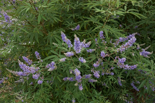 Vitex Agnus Castus Shrub Bloom — Stock Photo, Image