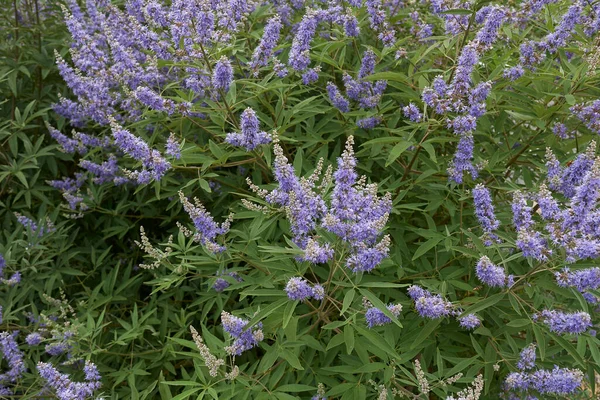 Vitex agnus-castus çiçek açmış çalılar