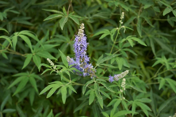 Vitex agnus-castus çiçek açmış çalılar