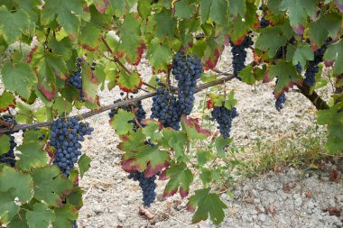 Üzüm bağında olgunlaşmış demetler