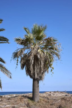 Washingtonia filifera palmiyesinin taze meyveleri