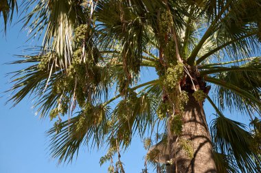 Washingtonia filifera palmiyesinin taze meyveleri