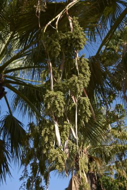 Washingtonia filifera palmiyesinin taze meyveleri