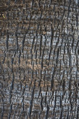 Washingtonia filifera havlaması yaklaşıyor.