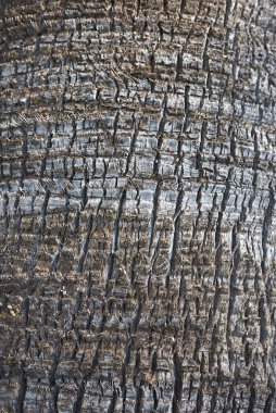 Washingtonia filifera havlaması yaklaşıyor.