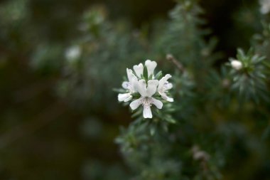Westringia 'nın beyaz benekli çiçekleri