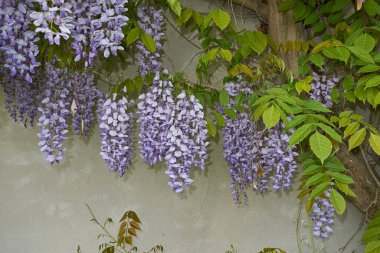 Wisteria Sinensis bitkisinin eflatunu.