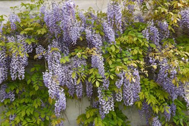 Wisteria Sinensis bitkisinin eflatunu.