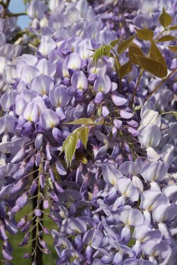 Wisteria Sinensis dağcı bitkisinin leylak çiçekleri