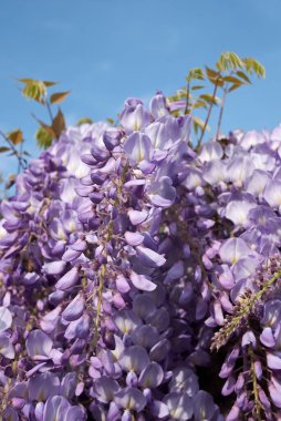 Wisteria Sinensis dağcı bitkisinin leylak çiçekleri