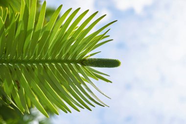 Wollemia nobilis ağacının dalları