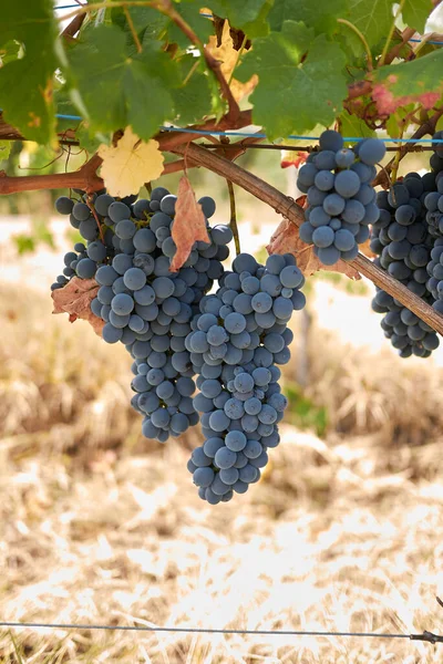 Grappes Mûres Dans Vignoble — Photo