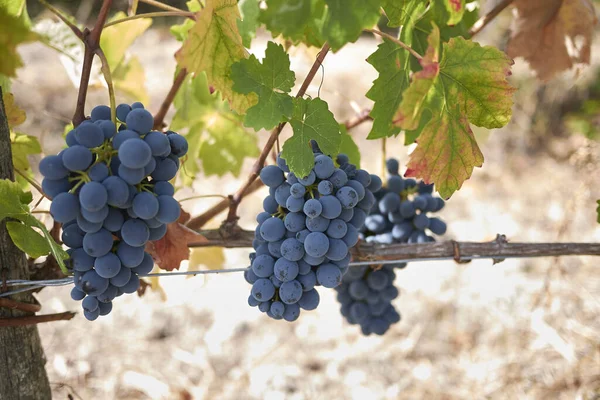 Grappes Mûres Dans Vignoble — Photo