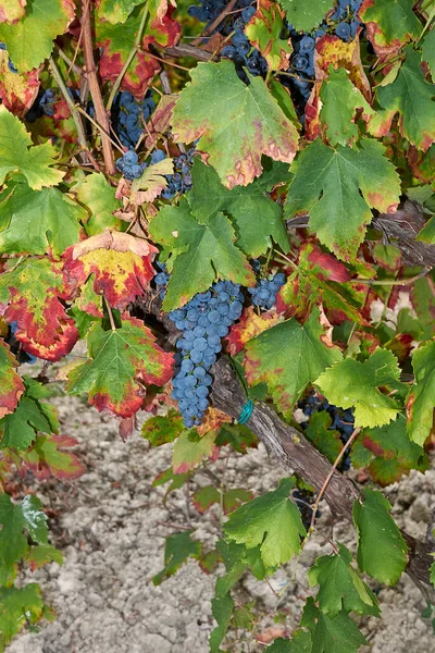 Reife Trauben Einem Weinberg — Stockfoto