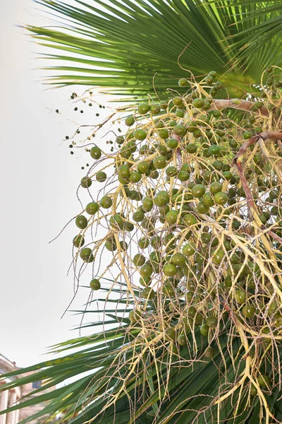 Fruit Gros Plan Washingtonia Filifera Palmier — Photo