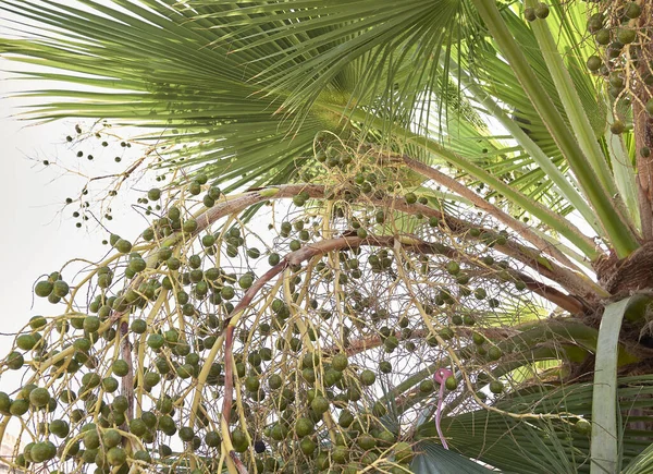 Fruta Primer Plano Washingtonia Filifera Palmera — Foto de Stock