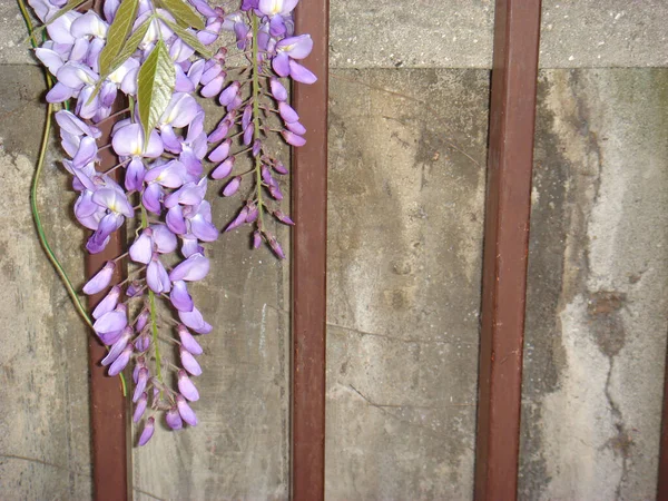 Inflorescencia Lila Planta Wisteria Sinensis — Foto de Stock