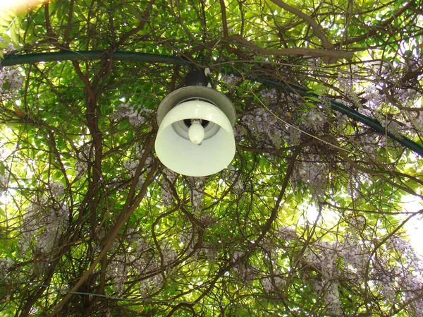 Šeříková Květenství Rostliny Wisteria Sinensis — Stock fotografie