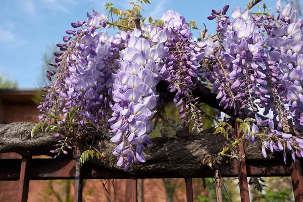 Πασχαλινά Άνθη Του Φυτού Wisteria Sinensis Climber — Φωτογραφία Αρχείου