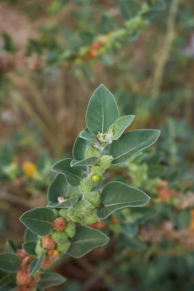 꼬투리와아 라니아 페리아 식물의 — 스톡 사진