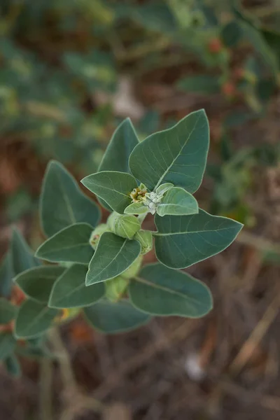 Renkli tohumlar ve Withania somnifera bitkisinin sarı çiçeği.