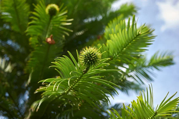 Rama Cerca Del Árbol Wollemia Nobilis — Foto de Stock