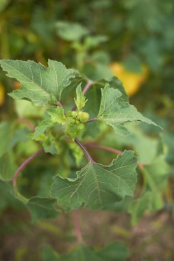 Taze meyveli Xanthium orientale italicum