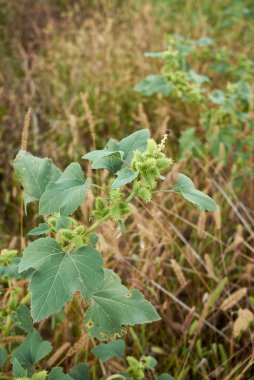 Taze meyveli Xanthium orientale italicum