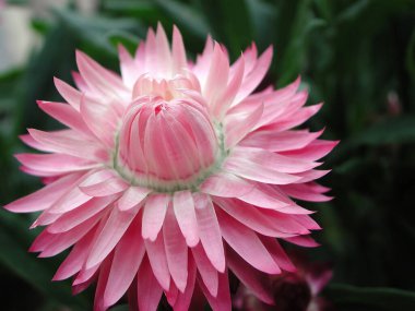  Xerochrysum bracteatum 'un pembe tonlamaları