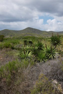 İbiza adasında Yucca aloifolia bitkileri