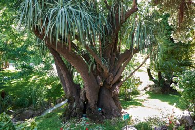 Yucca gigantea plant in an ornamental garden clipart