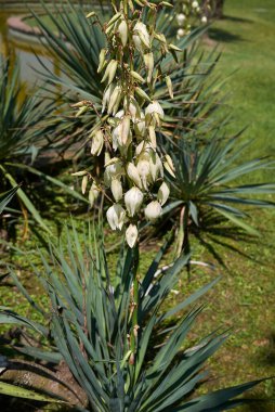 Yucca aloifolia bitkisinin beyaz infloresansı