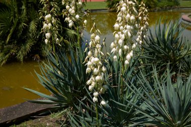Yucca aloifolia bitkisinin beyaz infloresansı
