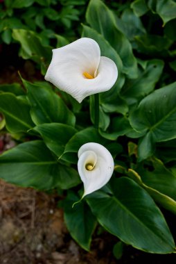 Beyaz Zantedeschia aethiopica bitkisi çiçekleri