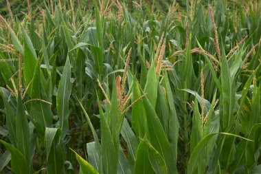 Zea, tarımsal bir alanda bitki yetiştiriyor.