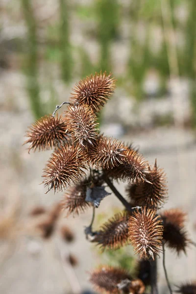 Сушені Плоди Рослини Xanthium Orientale Italicum — стокове фото