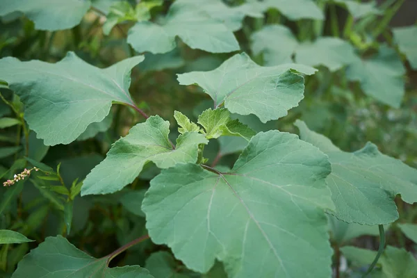 Xanthium Orientale Italicum Växt Med Färsk Frukt — Stockfoto