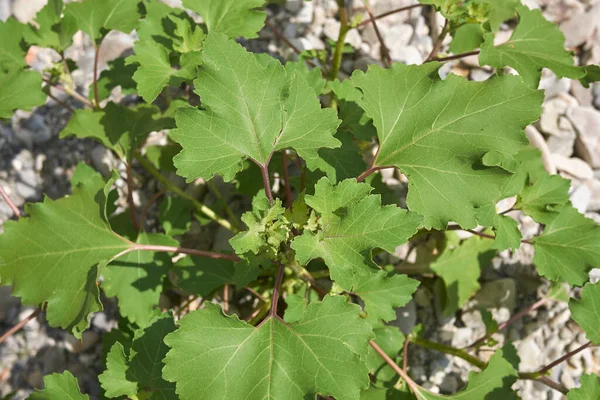 Taze Meyveli Xanthium Orientale Italicum — Stok fotoğraf