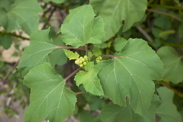 Растение Xanthium Orientale Ficum Свежими Фруктами — стоковое фото