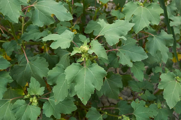 Φυτό Xanthium Orientale Italicum Φρέσκα Φρούτα — Φωτογραφία Αρχείου