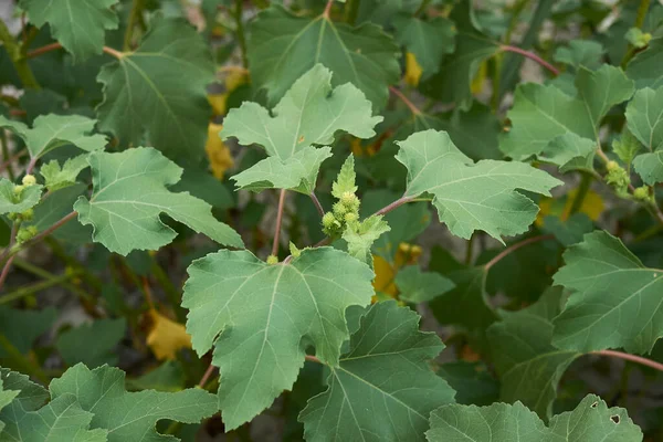 Xanthium Orientale Italicum Roślin Świeżymi Owocami — Zdjęcie stockowe