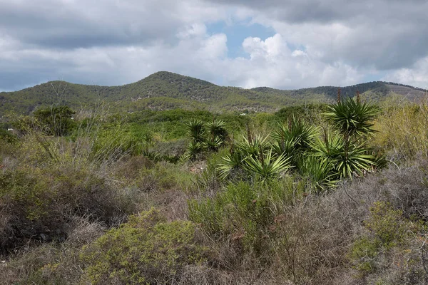 Yucca Aloifolia Plantas Ilha Ibiza — Fotografia de Stock