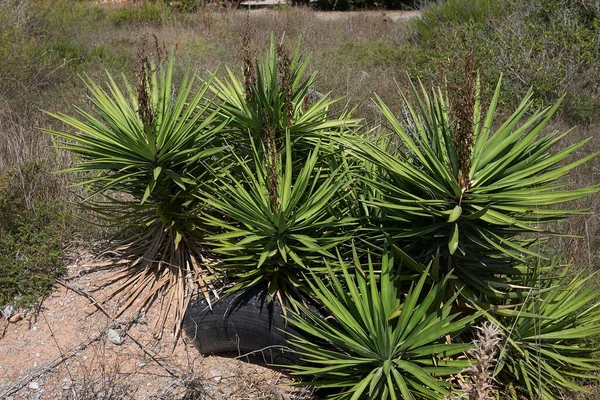 Rostliny Yucca Aloifolia Ostrově Ibiza — Stock fotografie