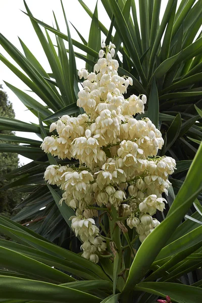 Yucca Gigantea Plante Fleurs — Photo