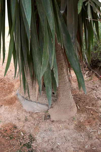 Yucca Gigantea Plant Bloom — Stock Photo, Image