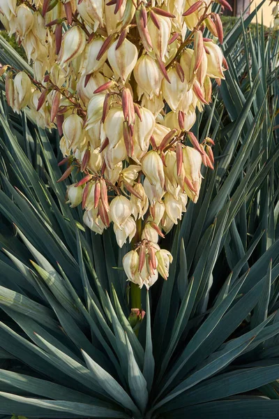 Rostlina Yucca Gloriosa Květu — Stock fotografie