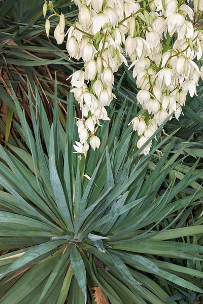 Yucca Aloifolia Növény Fehér Virágzása — Stock Fotó